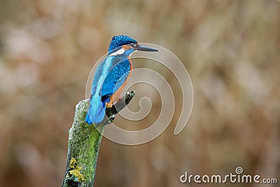 Common kingfisher - Eisvogel Alcedo atthis Stock Photo