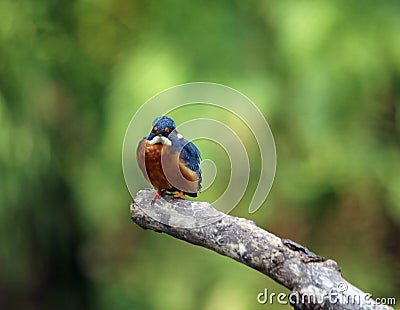 Common kingfisher fishing on the river Stock Photo