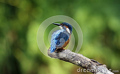 Common kingfisher fishing on the river Stock Photo