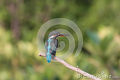 Common Kingfisher Stock Photo