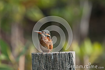 Common Kingfisher Stock Photo