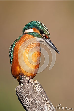 Common kingfisher looking on stump in summer nature Stock Photo