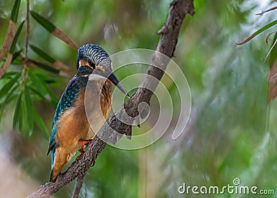 Common Kingfisher looking for target Stock Photo