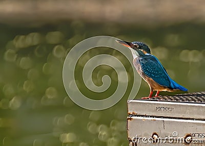 Common Kingfisher looking up to sky Stock Photo