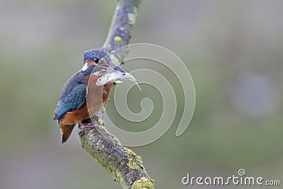 A Common Kingfisher alcedo atthis perched on a branch with a small fish in its beak. Stock Photo