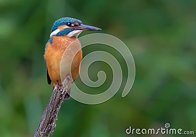 Common kingfisher perched with intent look over green background Stock Photo