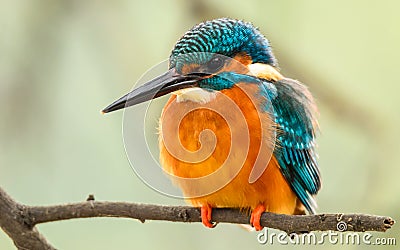 Common Kingfisher (Closeup) Stock Photo