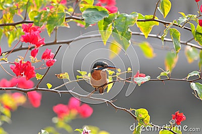 Common Kingfisher on plant Stock Photo
