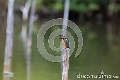 Common kingfisher rest on post Stock Photo