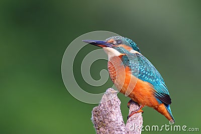 Common Kingfisher Stock Photo