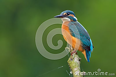 Common kingfisher sits in waiting fir victim Stock Photo