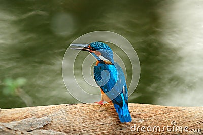 Common Kingfisher sitting on the tree trunk in river. Wildlife scene from nature, Ranthambore, India, Asia. Blue bird with orange Stock Photo