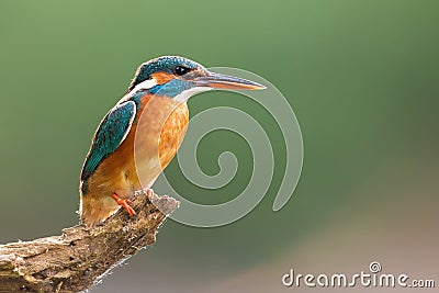 Common kingfisher sittingon branch with copy space Stock Photo