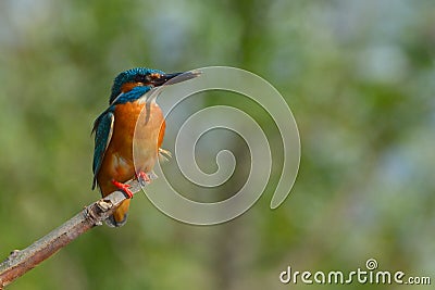 Common Kingfisher & x28;Alcedo athis& x29; Stock Photo