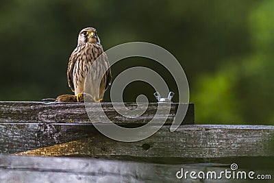 Common krestel Falco tinnunculus Stock Photo