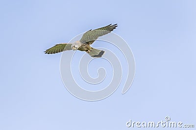 Common krestel Falco tinnunculus Stock Photo