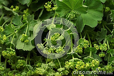 Common lady`s mantle - Alchemilla vulgaris - leaves and flowers on display at herbs market Stock Photo