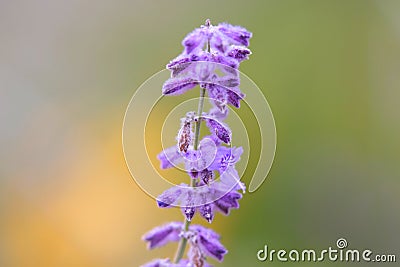Common Lavender Stock Photo
