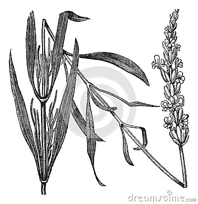 Common Lavender or Lavandula angustifolia, vintage engraving Vector Illustration