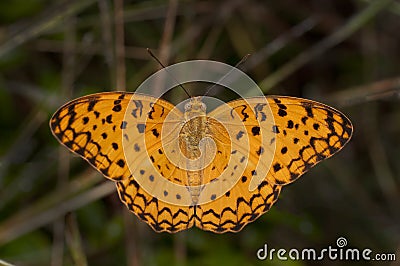 Common Leopard Butterfly Stock Photo