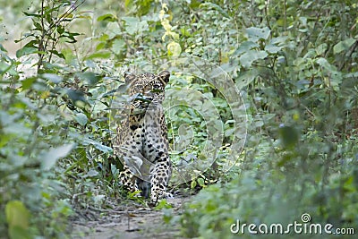 Common Leopard in Nepal Stock Photo