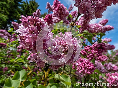 Common Lilac (Syringa vulgaris) 'President Poincare' blooming with violet-lavender double flowers Stock Photo