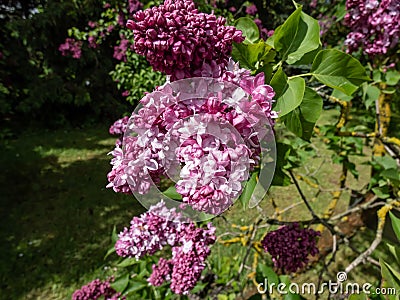 Common Lilac (Syringa vulgaris) 'President Poincare' blooming with lavender double flowers Stock Photo