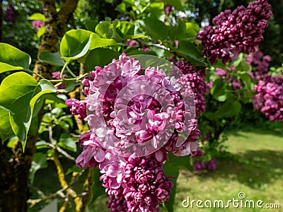 Common Lilac (Syringa vulgaris) 'President Poincare' blooming with violet double flowers Stock Photo