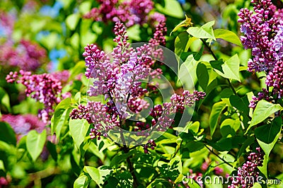 Common lilac (syringa vulgaris). Start of blossoming. Stock Photo