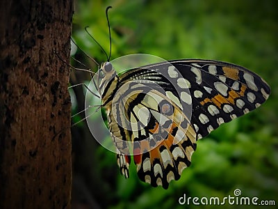 COMMON LIME BUTTERFLY Stock Photo