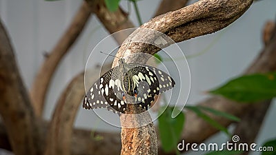 Common Lime Swallowtail butterfly Stock Photo