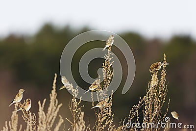 Common linnet (Linaria cannabina) flock feeding in the shrubs Stock Photo
