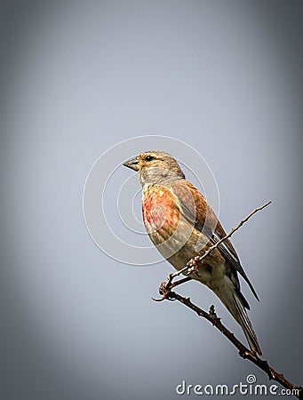 Male Linnet Linaria cannabina Stock Photo