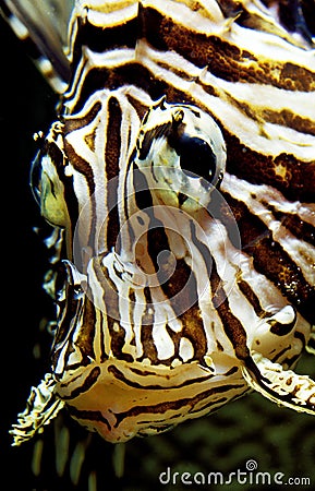 Common Lion Fish, pterois volitans, Venomous Specy, Adult Stock Photo