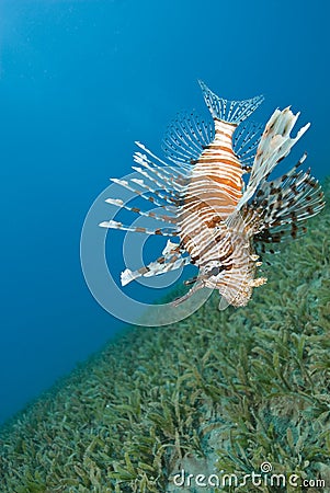 Common lionfish hovering close to the seabed. Stock Photo