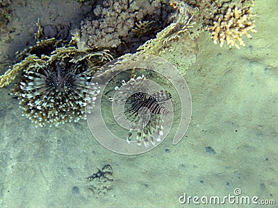 Common lionfish looks like a coral flower 2288 Stock Photo