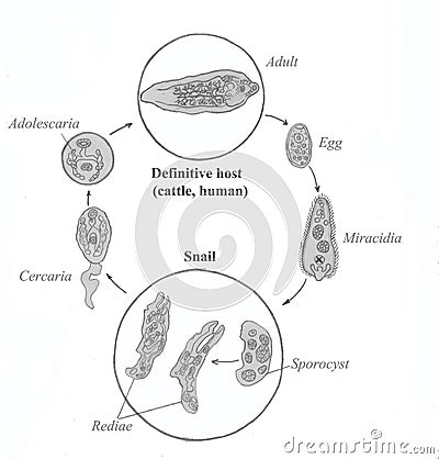 Common liver fluke life cycle. Hand drawing sketch. Stock Photo