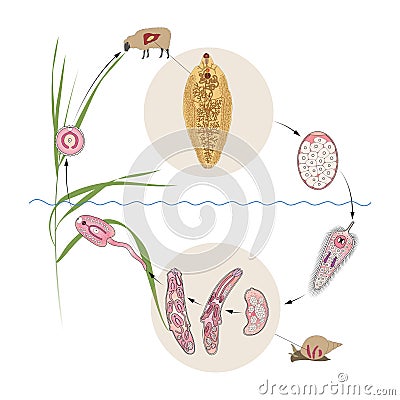 Common liver or sheep liver fluke Fasciola hepatica life cycle Stock Photo