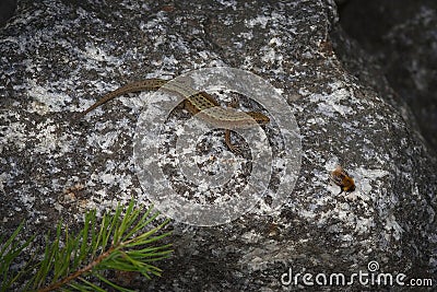 Common lizard and bumblebee on the stone Stock Photo