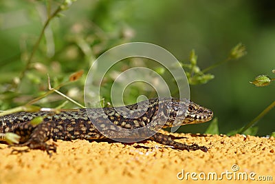 Common lizard macro, Podarcis Muralis Stock Photo