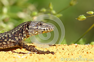 Common lizard macro, Podarcis Muralis Stock Photo