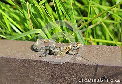 Common Lizard Resting on Warm Platform Stock Photo