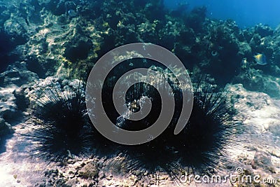 Common Long Spined Sea Urchin, (Diadema antillarum) underwater Stock Photo