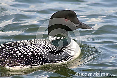 Common Loon Stock Photo