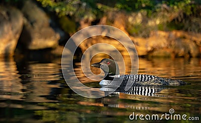A Common Loon in Acadia National Park Stock Photo