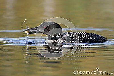 Common Loon Catching a Pumpkinseed Sunfish Stock Photo