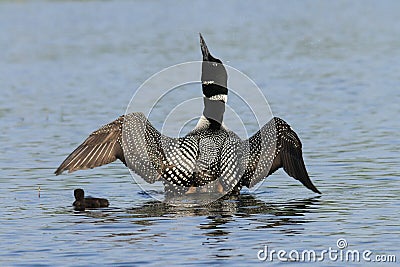 Common Loon and Chick Stock Photo