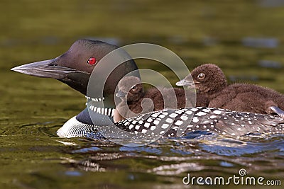 Common Loon Stock Photo