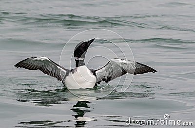 Common Loon male has striking black and white plumage in the springtime as he spreads his wings Stock Photo