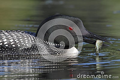 Common Loon with a Small Sunfish Stock Photo